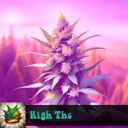 High Thc Marijuana Seeds