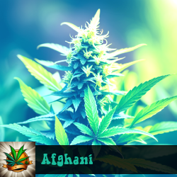 Afghani Marijuana Seeds
