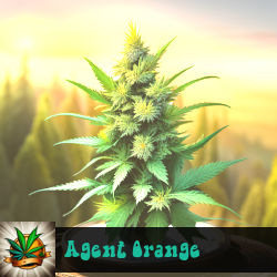 Agent Orange Marijuana Seeds