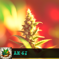 AK 47 Seeds For Sale