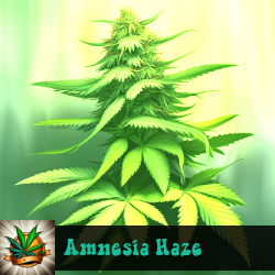 Amnesia Haze Seeds For Sale