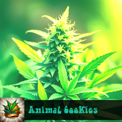 Animal Cookies Marijuana Seeds