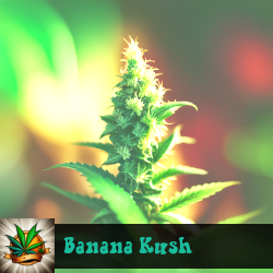 Banana Kush Marijuana Seeds