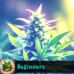 Beginners Marijuana Seeds