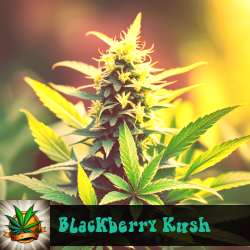 Blackberry Kush Marijuana Seeds