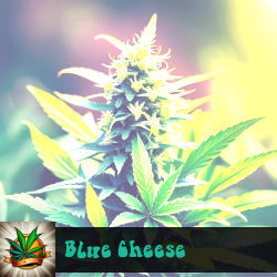Blue Cheese Marijuana Seeds