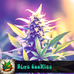 Blue Cookies Marijuana Seeds