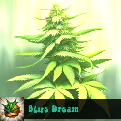 Blue Dream Marijuana Seeds