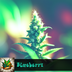 Blueberry Seeds For Sale