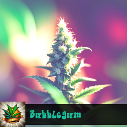 Bubblegum Marijuana Seeds