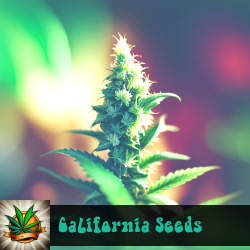 California Marijuana Seeds