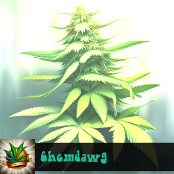 Chemdawg Marijuana Seeds