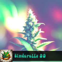Cinderella 99 Seeds For Sale