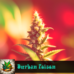 Durban Poison Seeds For Sale