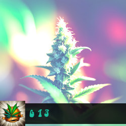 G 13 Marijuana Seeds