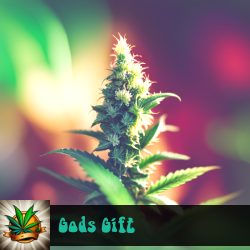 Gods Gift Marijuana Seeds