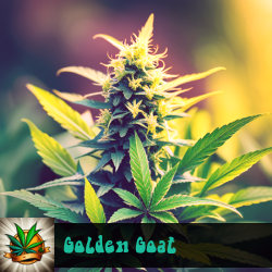 Golden Goat Marijuana Seeds