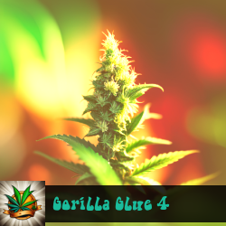 Gorilla Glue 4 Seeds For Sale