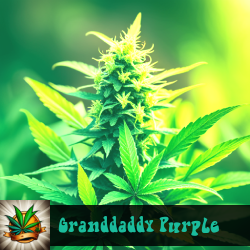 Granddaddy Purple Seeds For Sale
