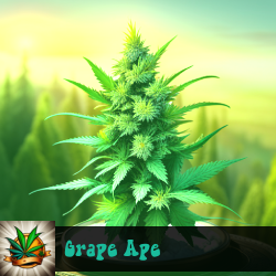 Grape Ape Marijuana Seeds