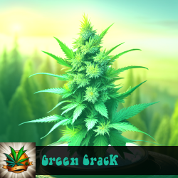 Green Crack Marijuana Seeds