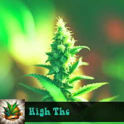 High Thc Marijuana Seeds