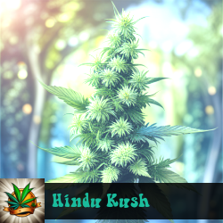 Hindu Kush Marijuana Seeds