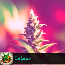 Indoor Marijuana Seeds
