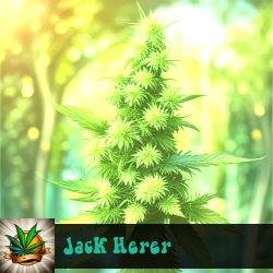 Jack Herer Marijuana Seeds