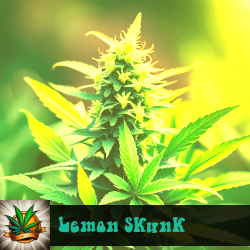 Lemon Skunk Marijuana Seeds