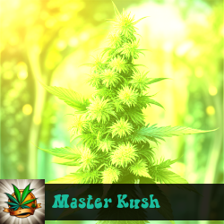 Master Kush Marijuana Seeds