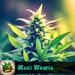 Maui Wowie Marijuana Seeds