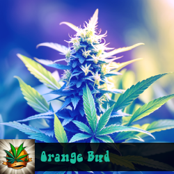 Orange Bud Marijuana Seeds