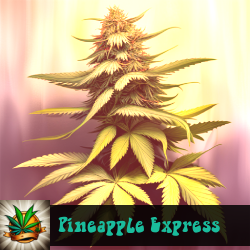 Pineapple Express Marijuana Seeds