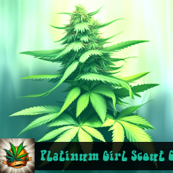 Platinum Girl Scout Cookies Seeds For Sale