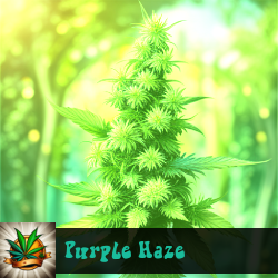Purple Haze Marijuana Seeds