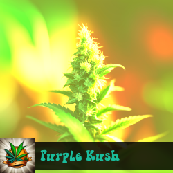 Purple Kush Marijuana Seeds