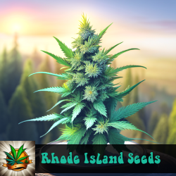 Rhode Island Marijuana Seeds