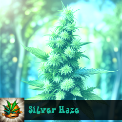 Silver Haze Seeds For Sale