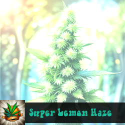 Super Lemon Haze Marijuana Seeds