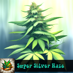 Super Silver Haze Marijuana Seeds