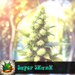 Super Skunk Seeds For Sale