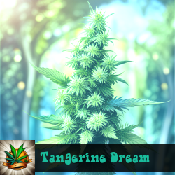 Tangerine Dream Seeds For Sale