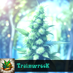 Trainwreck Marijuana Seeds