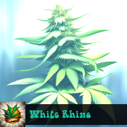 White Rhino Marijuana Seeds