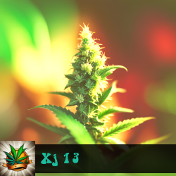 XJ 13 Marijuana Seeds