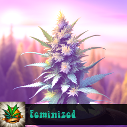 Feminized Marijuana Seeds