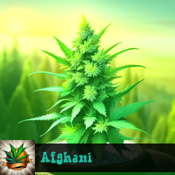 Afghani Marijuana Seeds