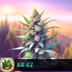 AK 47 Marijuana Seeds