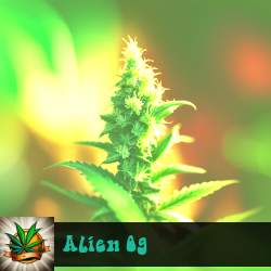 Alien OG Marijuana Seeds
